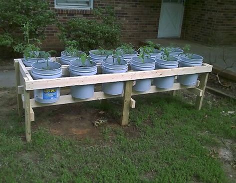 DIY Plastic Bucket Raised Garden Beds - no bending, no weeding... #gardening #raisedgardenbeds #raisedgardenbeds #homestead #homesteading Bucket Raised Garden, Raised Garden Beds Diy Vegetables, Gemüseanbau In Kübeln, Elevated Gardening, Building Raised Garden Beds, Bucket Gardening, Vegetable Garden Raised Beds, Building A Raised Garden, Diy Raised Garden