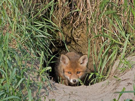 780 Fox Hole Stock Photos, Pictures & Royalty-Free Images - iStock Fox Burrow, Water Vole, Fresh Bedding, Pine Marten, Imaginary Friend, Tree Roots, Red Fox, Royalty Free Images, Mammals