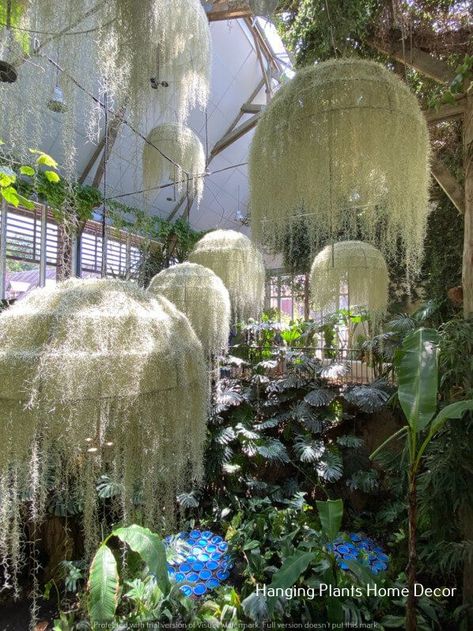 Hang decoration-hanging plant holders Air Plant Chandelier, Suspended Garden, Gravel Landscaping, Plant Installation, Vertical Garden Design, Deco Champetre, Tropical Garden Design, Hanging Gardens, Air Plants Care