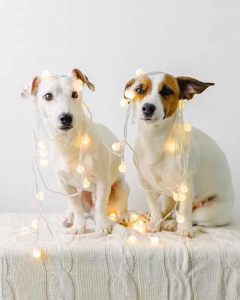 Funny dogs sitting on white blanket with fairy lights on their heads. Dogs Sitting, Pet Photography Studio, Animal Photoshoot, Dog Calendar, Dog Light, Irish Roots, Dog Poses, Dog Photoshoot, Dog Branding