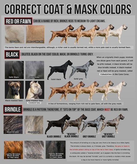 Correct Cane Corso Colors Black Cane Corso Puppies, Cane Corso Colors, Brindle Cane Corso, Italian Cane Corso, Chien Cane Corso, Cane Corso Breeders, Cane Corso Italian Mastiff, Italian Mastiff, Presa Canario