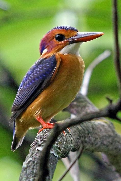 Ispidina picta, African Pygmy Kingfisher. Tiny, gem-like, woodland kingfisher found in Africa south of the Sahara, far from water, in forests, denser thickets and wooded grassland. They feed on insects like grasshoppers, praying mantis, worms and moths, and also take geckos, frogs and even occasionally small crabs. Prey are hunted from low perches and once caught are either crushed in the beak or are smashed against the perch. Call is a harsh “tsik,” often given in flight. African Pygmy Kingfisher, South African Birds, Kingfisher Bird, Grasshoppers, Praying Mantis, Botanical Watercolor, Kingfisher, In Flight, Frogs