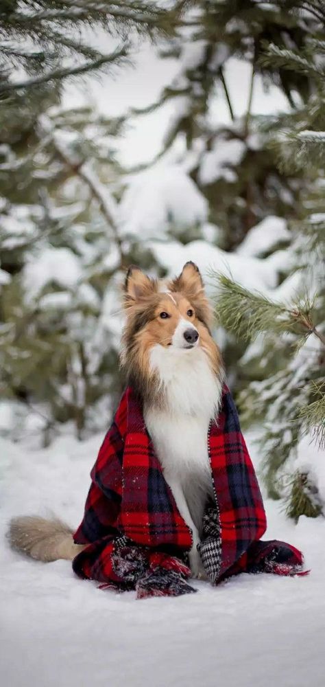 Dog Photography Winter, Christmas Dog Photography, Dog Day Afternoon, Sheltie Dogs, Dog Christmas Card, Dog Photoshoot, Dog Photograph, Snow Dogs, Shooting Photo