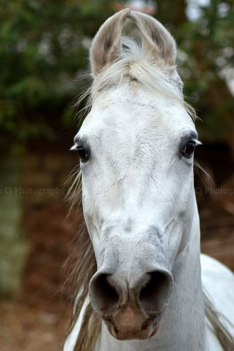 Leucistic Animals, Kathiawari Horse, Kathiyawadi Horse, Horse Portraits, Horses Black And White, Arab Horse, Marwari Horses, Horse Heads, Horse Photo