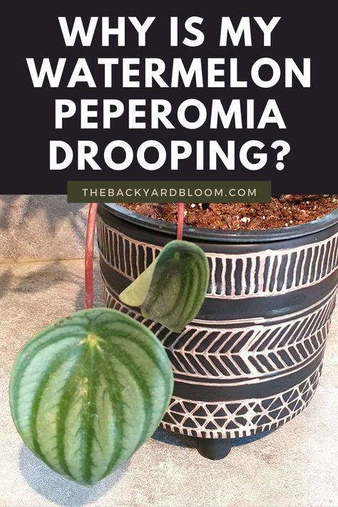 Watermelon Peperomia Drooping Colorado Flowers, Watermelon Leaves, Watermelon Peperomia, Watermelon Plant, Peperomia Plant, Garden Plant Pots, Plant Problems, Thriving Garden, Growing Plants Indoors