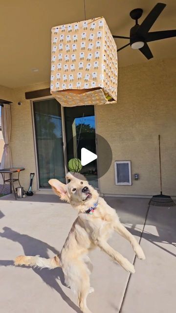 1.3M views · 108K likes | SAMMY & CHARLIE | Golden Retrievers 🐾 on Instagram: "Christmas dog piñata 🪅🎄🩵 #piñata #christmas #presents" Golden Retriever Birthday, Birthday Pinata, Adoption Party, Dog Birthday Party, Instagram Christmas, 2023 Christmas, Dog Recipes, Golden Retrievers, Dog Birthday