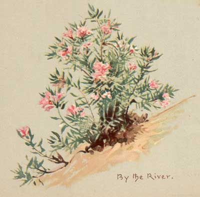 Lilias Trotter Paintings, Lilias Trotter, Cartoon Painting, Rose Of Sharon, Water Life, Living Water, The Meadows, North Africa, Back Tattoo