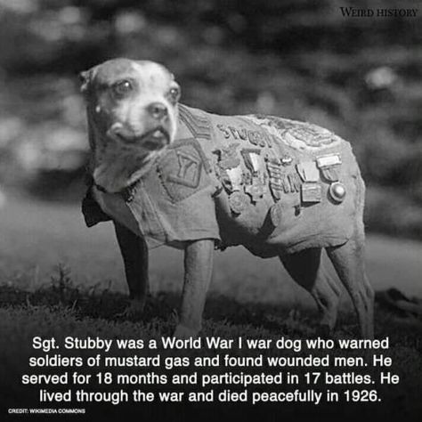 A real hero Sergeant Stubby, Fun Facts About Animals, Unknown Facts, Real Hero, American Soldiers, Animal Facts, Funny Animal Memes, Canine Companions, Dog Memes