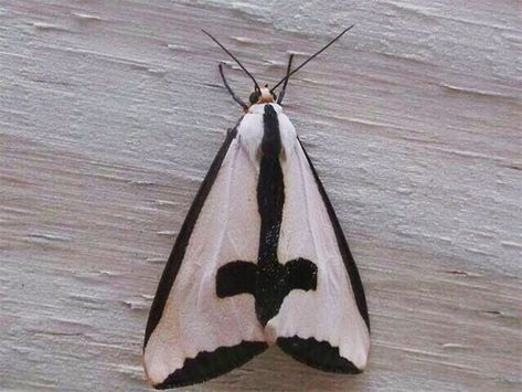 Heavy-metal-animals Upside Down Cross, No Bad Days, 웃긴 사진, Funny Pins, Heavy Metal, Moth, Bugs, Funny Animals, Insects