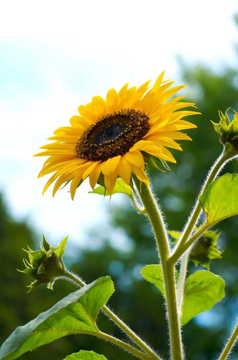 How to Grow Hydroponic Sunflower Greens Sunflower Sprouts, Sunflower Plant, Sunflower Leaves, Planting Sunflowers, Healthy Garden, Yellow Leaves, Brown Spots, All About Plants, Hydroponics