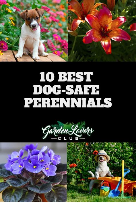 10 Best Dog-Safe Perennials via @gardenloverclub Pet Safe Landscaping, Dog Yard Landscaping, Dog Safe Plants, Dog Friendly Plants, Dog Friendly Garden, Dog Friendly Backyard, Blooming Perennials, Dog Backyard, Dog Yard