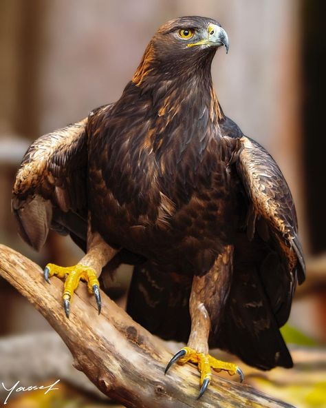 Golden Eagle Photography, Eagle Photography, Birds Photography Nature, Hawk Bird, Chinese Folk Art, Eagle Images, Eagles Wings, Bird Hunting, Golden Eagle