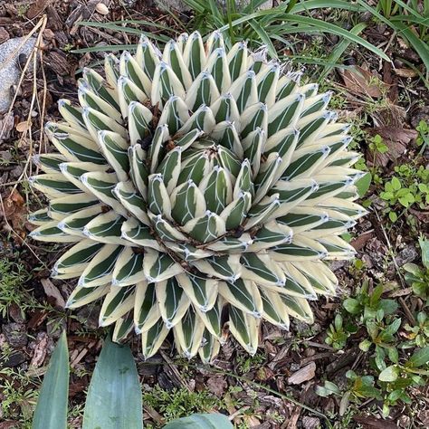 OG_Agave on Instagram: “Stunning example of a Queen Victoria Agave ‘White Rhino’ - 📸: @socal_succulents  Happy Friday Y’all!!” White Rhino, Queen Victoria, Happy Friday, Queen, Plants, On Instagram, White, Instagram