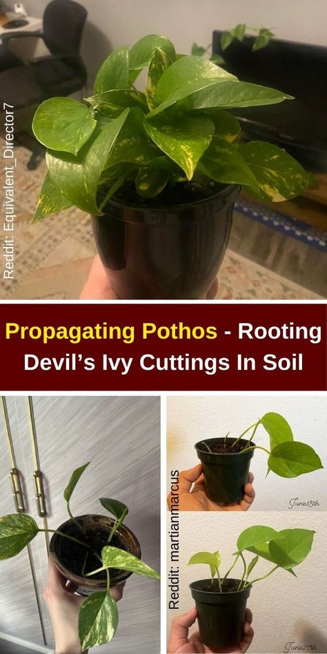 Learn how to propagate Pothos in soil with our simple guide on rooting Devil’s Ivy cuttings. Discover the best techniques for Pothos plant care, including water propagation and tips for how to root Pothos in water. Explore the differences between propagating Pothos in water and soil, and find the perfect Pothos in water vase for your cuttings. Our tips on propagating Pothos will help you successfully grow your Pothos plant. Start your journey in Pothos propagation today! Pothos Cuttings In Water, Satin Pothos Propagation, Soil For Pothos, Propagate English Ivy In Water, How To Root Pothos In Water, Propagating Pothos, Propagating Pothos In Soil, Pothos Propagation, Propagate Pothos