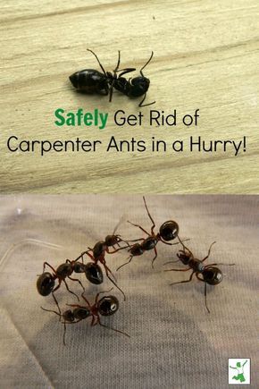 Get Rid Of Carpenter Ants, Ant Poison, Kill Carpenter Ants, Homemade Ant Killer, Get Rid Of Ticks, Wood Ants, Carpenter Ants, Ant Repellent, Ants In House