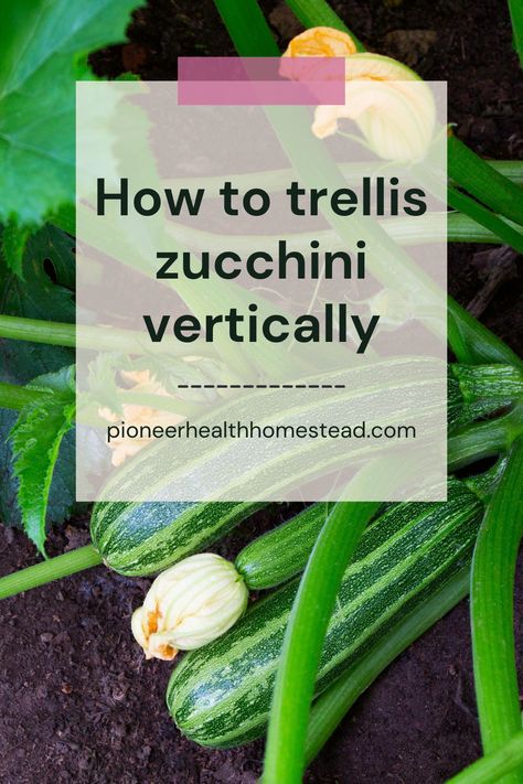 Growing Zucchini Vertically: Maximizing Yield in Small Spaces Are you wondering if you can trellis zucchini? Welcome to my guide on maximizing the zucchini harvest in my small garden through vertical gardening techniques. Zucchinis have always been a favorite in my vegetable garden, but their sprawling vines often left me feeling like I was running out of space. Planting Zucchini Vertically, Zucchini Garden Vertical Trellis Ideas, Zucchini Garden Trellis, Vertical Zucchini Trellis, Growing Zucchini Vertically Trellis, Zucchini Plants Vertical, Squash Trellis Diy, Vertical Zucchini Garden, How To Grow Zucchini Vertically