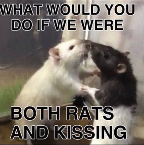 What If, Rats, On Twitter, Memes, Twitter