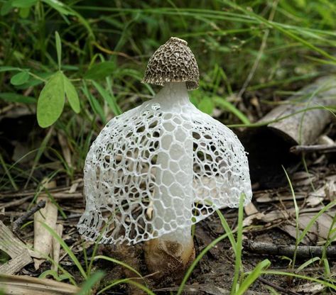 Lady Mushroom, Cool Mushrooms, Veiled Lady, Mushroom Pictures, Types Of Insects, Slime Mould, Plant Fungus, Mushroom Fungi, Reference Pictures