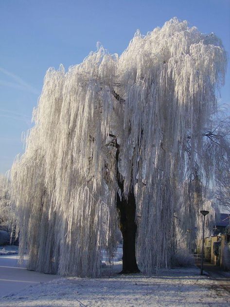 Beautiful winter Weeping Willow Tree. Yoshino Cherry Tree, Willow Tree Wedding, Weeping Trees, Amazing Trees, Willow Trees, Weeping Willow Tree, Pretty Trees, Live Tree, Fast Growing Trees