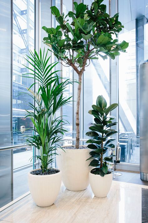 In the ever-changing world of workplace design, the term biophilia has, in recent years, become synonymous with the wellbeing of employees and customers alike. But why exactly are plants so good for you (and your office)? Though it’s easy to assume that they merely add a splash of green, in reality they do so much more. Click the link below for five of the key benefits that healthy plants can bring to your workspace. Green Conference Room Design, Green Office Space Design, Office Decor Greenery, Indoor Office Plants Workspaces, Greenery Office Decor, Office Plants No Sunlight, Plants In Office Space, Indoor Plants For Office, Office Plants Ideas Interior Design