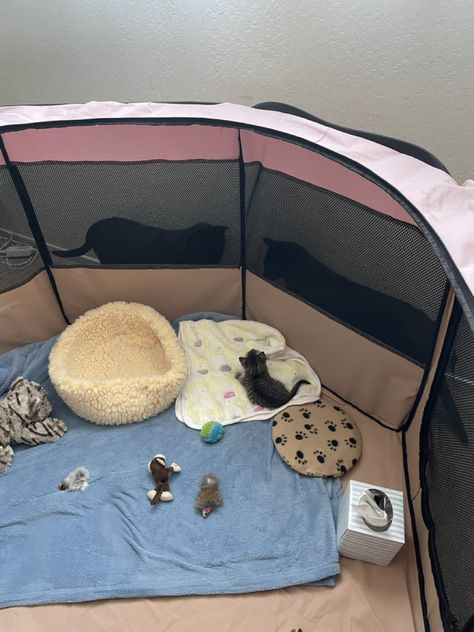 Dog Fostering Room, Kitten Setup Ideas, Kitten Foster Room, Kitten Room Set Up, Kitten Set Up, Foster Kittens Setup, Kitten Area Ideas, Kitten Set Up Ideas, Fostering Animals