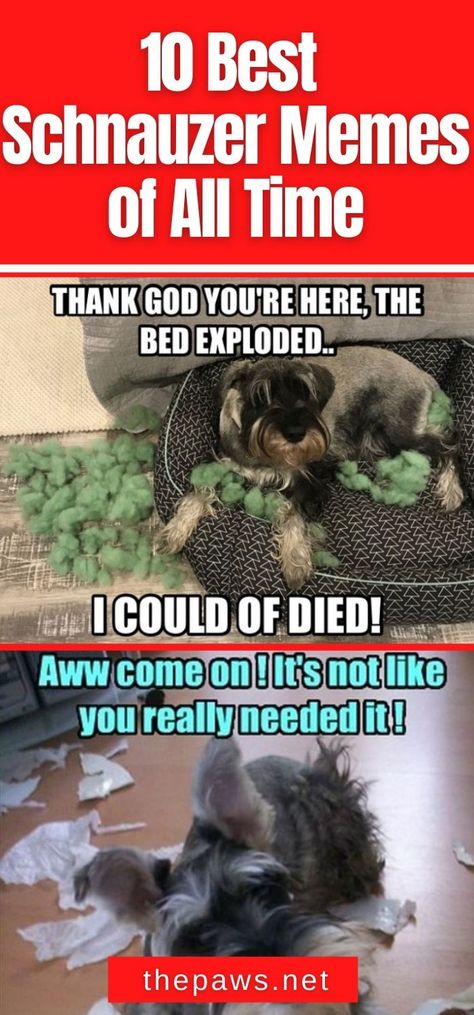 Schnauzer Sayings, Schnauzers Funny, Dog Puns, Giant Schnauzer, Samoyed Dogs, Funny Dog Memes, Schnauzer Dogs, Miniature Schnauzer, Boxer Dogs