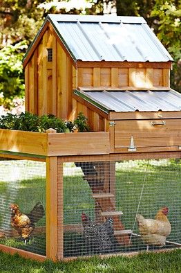 Las Gallinas de mi Tia Carmen Chicken Coupe, Ag Mechanics, Reban Ayam, Pink Tractor, Chicken Barn, Chicken Coup, Chicken Tractors, Chicken Coop Run, Coop Design