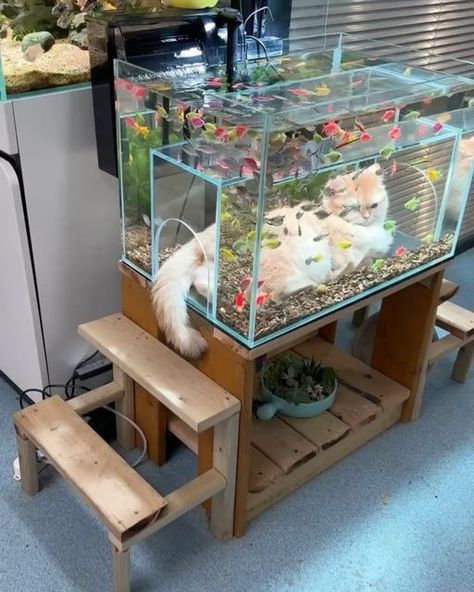 Fish Tank For Cats, Cat Aquarium, Cat With Fish, Katt Grejer, Fish Tank Themes, Ikan Air Tawar, Fish Tank Terrarium, Cool Fish Tanks, Fish Tank Design