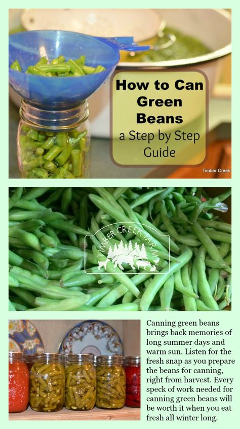 Canning Green Beans from the Harvest - Timber Creek Farm Pressure Canning Green Beans, Canning Green Beans, Canning Beans, Cooking Fresh Green Beans, Pressure Canning Recipes, Canning Vegetables, Can Green Beans, Canning Tips, Long Term Food Storage