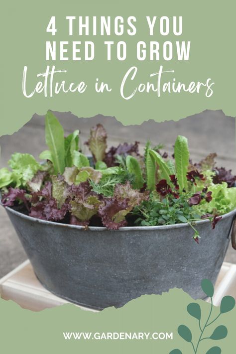 4 Things You Need to Grow Your Own Lettuce in Containers • Gardenary Potted Lettuce Plants, Easy Container Garden, Salad Garden Container, Container Lettuce Gardening, Lettuce Planter Ideas, Lettuce Garden Container, Lettuce Container Garden, Planting Lettuce In Containers, Lettuce In Pots