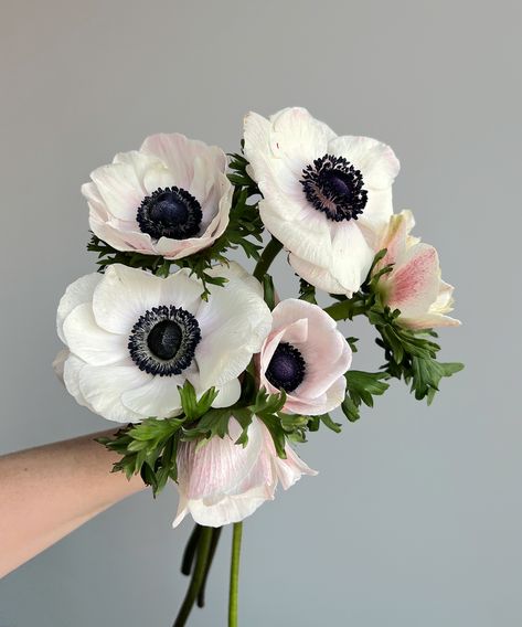 Pure and pristine, these Anemone blooms bring an air of simplicity and elegance to the garden. Anenome Flower, Anemone Bridal Bouquet, Anemone White, Anemone Wedding, Scabiosa Pods, Anemone Bouquet, Simple Wedding Bouquets, Goth Garden, Wedding Bubbles