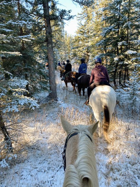 Trail Horse, Horses In Snow, Horsey Life, Riding Holiday, Horses Art, Winter Horse, Stallion Horses, Semester Abroad, Winter Riding