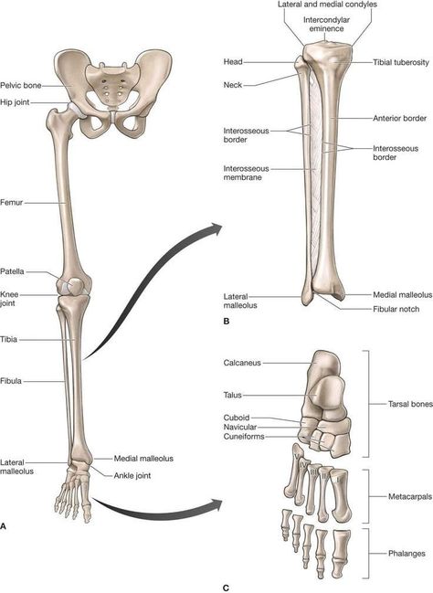 Lower Limb Anatomy, Bone Study, Ankle Anatomy, Body Muscle Anatomy, Anatomy Skeleton, Human Skeleton Anatomy, Leg Anatomy, Arm Bones, Anatomy Bones