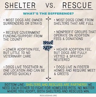 What is the difference between a SHELTER and a RESCUE? Several things! Non Profit Fundraising Ideas Animal Rescue, Animal Shelter Event Ideas, Starting An Animal Rescue, Dog Shelter Ideas, Dog Rescue Facility, Animal Shelter Aesthetic, Fostering Dogs, Saving Dogs, Animal Rescue Fundraising