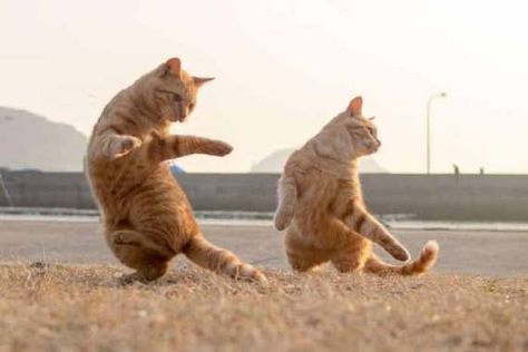 Gatto Carino, Söt Katt, Cat Stories, Dancing Cat, Cat Pose, Two Cats, Funny Cat Videos, Happy Cat, Beautiful Cats