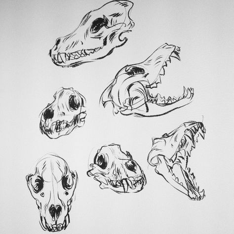 Been home sick the past few days, so drawing wolf skulls to keep me sane Animal Skull Drawing, Canine Skull, Skull Drawing Sketches, Drawing Wolf, Skull Animal, Dog Skull, Skull Reference, Walpapers Cute, Skull Sketch