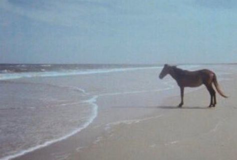 Beach Memes, Horse Meme, Man On Horse, Silly Animals, Meme Template, Horse Pictures, Horse Girl, A Horse, Animal Memes