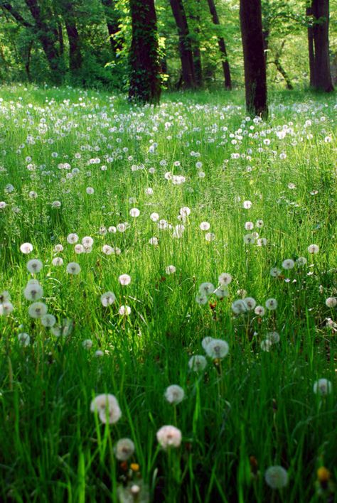 Dandelions By lakewentworth (Peter Roome) Dandelion Wish, Cottage In The Woods, The Meadows, The Grass, Country Life, In The Woods, Nature Beauty, Beautiful World, Secret Garden