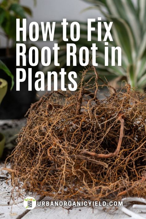 Pothos Root Rot, Tomatoes Plants Problems, Mango Plant, House Phone, Red Roots, Herbs Growing, Monstera Plants, Garden Problems, Bamboo Roots