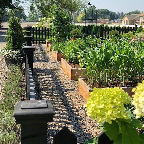 Everything is looking good despite the week of 100 degree weather! The corn I planted after harvesting garlic is looking amazing! Can’t wait to eat it! 🌽🌽🌽 Laura Leboutillier Garden Answer, Garden Answer Vegetable Garden, Garden Answer Laura Leboutillier, Formal Vegetable Garden, Garden Answer Laura, Patio Herb Garden, Utah Landscape, Harvesting Garlic, Fenced Vegetable Garden