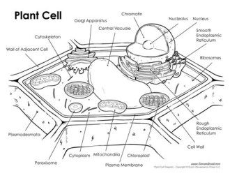 Plant Cell Drawing, Plant Cell Labeled, Animal Cell Drawing, Animal Cell Structure, Plant Cell Diagram, Plant Cell Structure, Cell Diagram, Animal Cells, Cells Worksheet