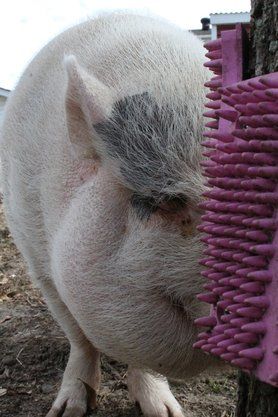 Mini Pig Enrichment- Scratch N All pads are AMAZING! They come in a 4 pack if you use the code on our website and for each discounted 4 pack purchased, 10.00 of that money goes to Mo Money For Pigs, a 501c3 charity that helps pay vet bills for pigs in emergency situations when their pig parents are unable to pay the bills themselves. Such a great woman to give MMFP a check every month! Pig Toys Diy Potbelly, Diy Pig Toys, Pig Pen Ideas Diy, Diy Pig Pen, Pig Enrichment Ideas, Toys For Pigs, Pig Enrichment, Mini Potbelly Pigs, Mini Pig Care