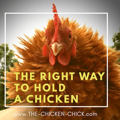 The Right Way to Hold & Handle a Chicken | The Chicken Chick® Chicken Coop For Winter, Chicken Roosts, City Chickens, Duck Care, Chicken Tunnel, Chickens In The Winter, Pig Care, Chicken Care, Raising Chicks