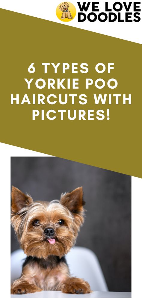 Are you curious about what the types of Yorkie Poo haircuts look like? Yorkie Poos are a combination of two adorable dog breeds — the Yorkshire Terrier and the Poodle. Because of this, they have various standout features that naturally make them cute, without the owner having to try very hard. Mini Yorkie Haircut, Yorkie Floppy Ears Haircut, Yorkie Poo Haircut Styles, Yorkie Face Haircut, Biewer Yorkie Haircut, Yorkshire Terrier Haircuts, Yorkipoo Haircut, Yorkie Haircut Male, Yorkiepoo Haircuts