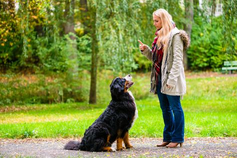 Most dog trainers will tell you that training doesn't stop after your dog completes their basic obedience training. No, if you are not training/shaping a new behavior, you're reinforcing an existing one. But training doesn't have to cost money, nor does it have to take place in a classroom. With some simple planning, you can continue to use your basic obedience commands with your dog as you go about your daily business. Here are some suggestions for doing just that: Sit&#... Dog Commands, Dog Minding, Easiest Dogs To Train, Cesar Millan, Pack Leader, Dog Help, Dog Hacks, Training Your Puppy, Dog Obedience