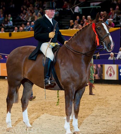 Robert Oliver and Loughkeen Dancing Lord, Heavyweight Show Hunter Class, Horse of the Year Show, UK Horse Of The Year Show, Horse Facts, Natural Fence, Most Beautiful Animals, Animals Of The World, Horse Rider, Beautiful Horses, Animals Beautiful, Equestrian