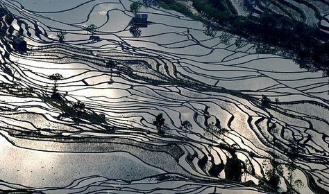 Rice Field Photography, Asia Continent, Field Photography, Rice Paddy, Yunnan China, Rice Field, Rice Fields, Kunming, Rice Terraces