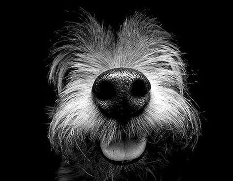 Animal Noses, Dog Nose, Mini Schnauzer, Airedale Terrier, Appaloosa, Quarter Horse, Dog Photography, White Photo, Dog Portraits