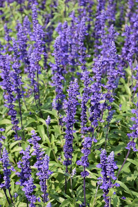 Salvia Victoria Blue, Victoria Blue Salvia, Salvia Farinacea, Salvia Blue, Deep Blue Flowers, Blue Salvia, Salvia Plants, Prairie Planting, Royal Blue Flowers