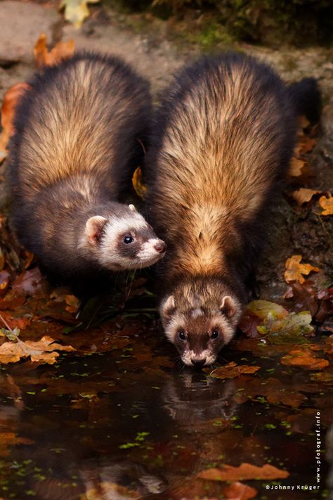 Ferrets in the wild.  Go to www.YourTravelVideos.com or just click on photo for home videos and much more on sites like this.  Photo by Johnny Krüger. Two Ferrets, Ferret Stuff, Regard Animal, Funny Ferrets, Psalm 145, Cute Ferrets, Hamsters, Cute Creatures, In The Wild